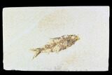 Fossil Fish Plate (Knightia) - Wyoming #108283-1